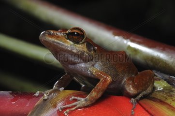 Guianer Frog French Guayana