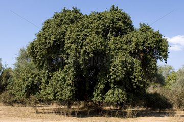 Tree in dry season NP Mana Pools Zimbabwe