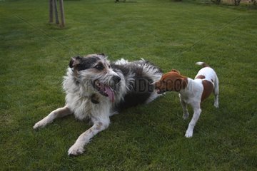 Male mongrel dog and Jack Russel terrier playing in a garden