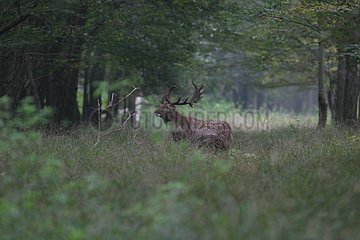 Male Fallow deer in the open area in the Illwald forest