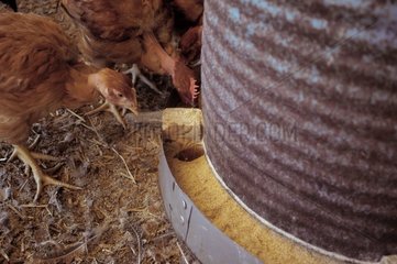 Lozère France Hühnerfutterspender