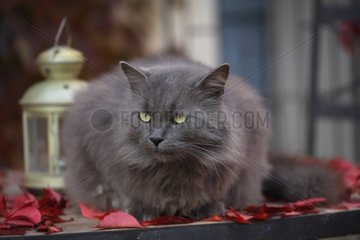 Cat lying down on a table outdoor