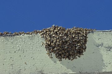 Swarm of wild bees fixed on a wall in Arizona