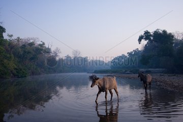 Two Nilgai crossing the river in Bardia NP Nepal