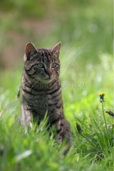 Gasse Katze im Gras Frankreich