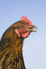 Portrait of a hen of cross race cackling