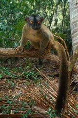 Lémurien de Mayotte sur une branche Ilot Bouzy Mayotte