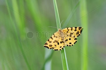 Speckled yellow butterfly Causse de Martel Midi Pyrenees