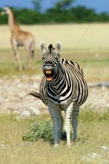 Zebra of Burchell yawning Etosha
