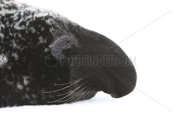 Portrait of Hooded Seal male Madeleine Islands Canada