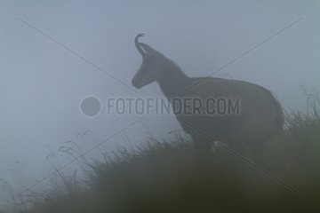 Chamois in the fog - Hohneck Vosges France