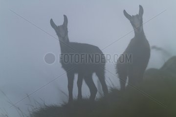 Young Chamois in the fog - Hohneck Vosges France