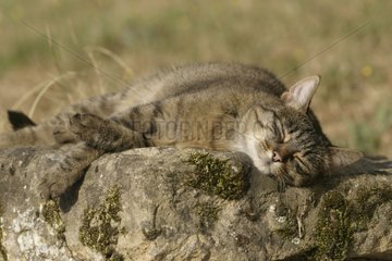 Katze schlÃ¤ft auf einem Felsen Frankreich
