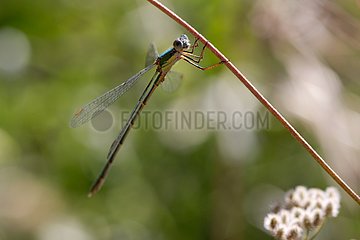 Green Esmerald Damselfly suspended at a rod France