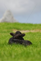Holstein calf lying in the grass Connemara Ireland