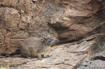 Rock Dassie on cliff Masai Mara Kenya