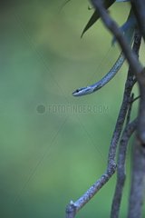 Green tree snake on a tree Australia