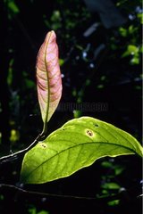 Blätter der tropischen Wald Hintergrundbeleuchtung Costa Rica