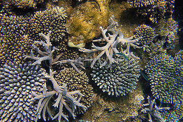 Landscape of coral reefs in Mayotte