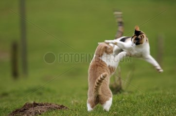 Weiße und rote männliche europäische Katze spielen mit Tricolor -Frau