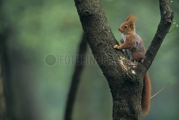 Red Squirrel climbing in a tree with food France