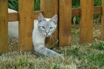 Siamese cat Blue tabby pasant between the stakes France