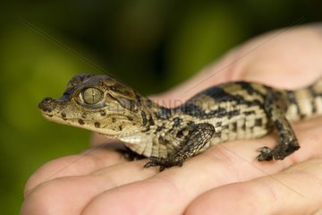 Young three hours old Caiman with glasses on a hand