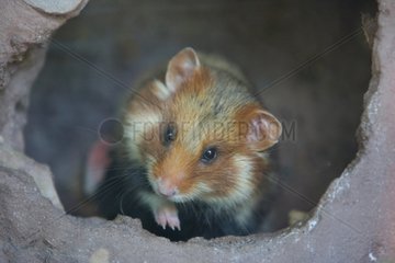 Portrait of a common hamster - Alsace France