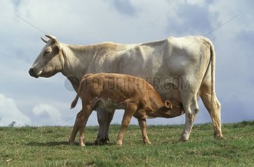 Calf sucking his mother France