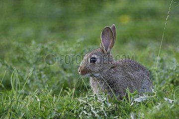 Europäischer Kaninchen sitzt im Gras Frankreich