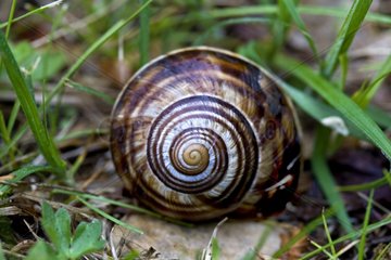 Shell of Burgundy snail introduced in Provence