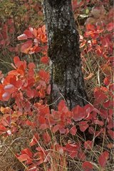 Rote Büsche am Fuß eines Baumstammes in der Herbstprovence