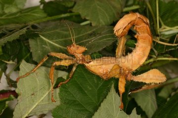 Stick Insect walking on a foliage in a breeding