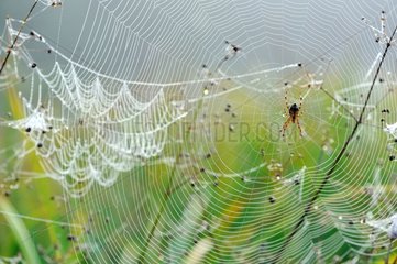 Spider on its cobweb Touraine France