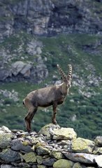 Ibex männlich posierte auf einem Felsen in Vanoise