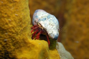 Red Hermit crab in the Caribbean sea