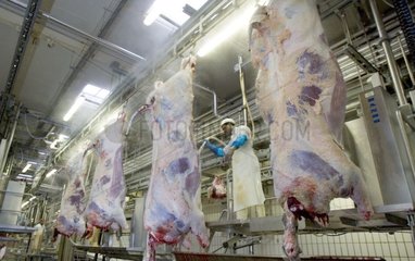 Eviscération de bovins en abattoir
