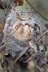 Wasp Spider and eggs Touraine France