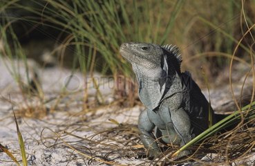 Iguana surprised in the sun Turks and Caicos Caribbean