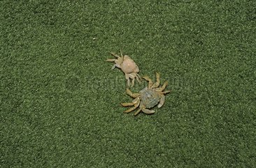 Parasite Crabs of Loggerhead Sea Turtle Canary Islands Spain