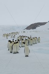 Emperor penguins walking on the ice Adélie Land