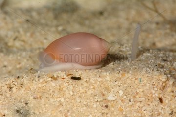 Smooth Pink Pupa on sand - New Caledonia