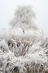 Tree and grass covered with ice Ottenbach Canton of Zurich