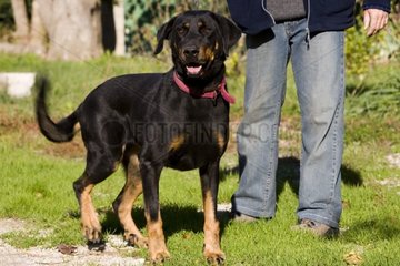 Beauceron weiblicher Hund an der Leine Frankreich festgehalten
