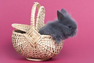 Young gray rabbit home on pink background