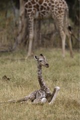 Girafe newborn standing in savanna Kenya