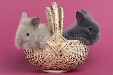 Young rabbits home on pink background