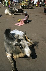 Heilige KÃ¼he und Bettler in einer StraÃŸe von Puri India