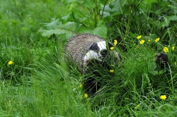 Eurasian badger searching for food England