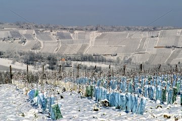 Vignoble alsacien sous la neige Bas-Rhin France